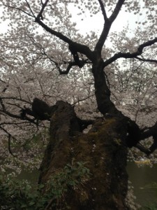 九段の桜