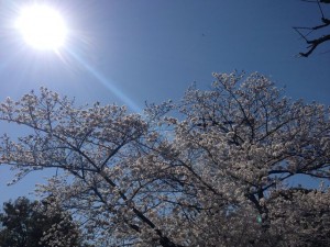 千鳥ヶ淵、穂高