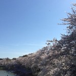 2014桜５