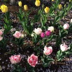 春の花
