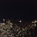 上野の桜