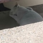 子グル