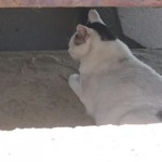 子グル
