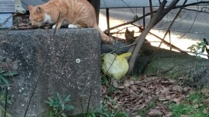 チビ猫