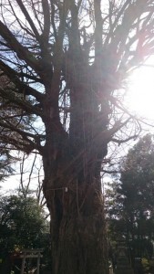 鳩森神社