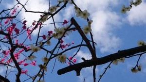 鳩森神社