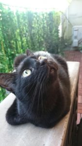 黒猫