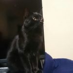 黒猫さん