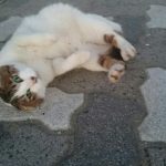 グルさま